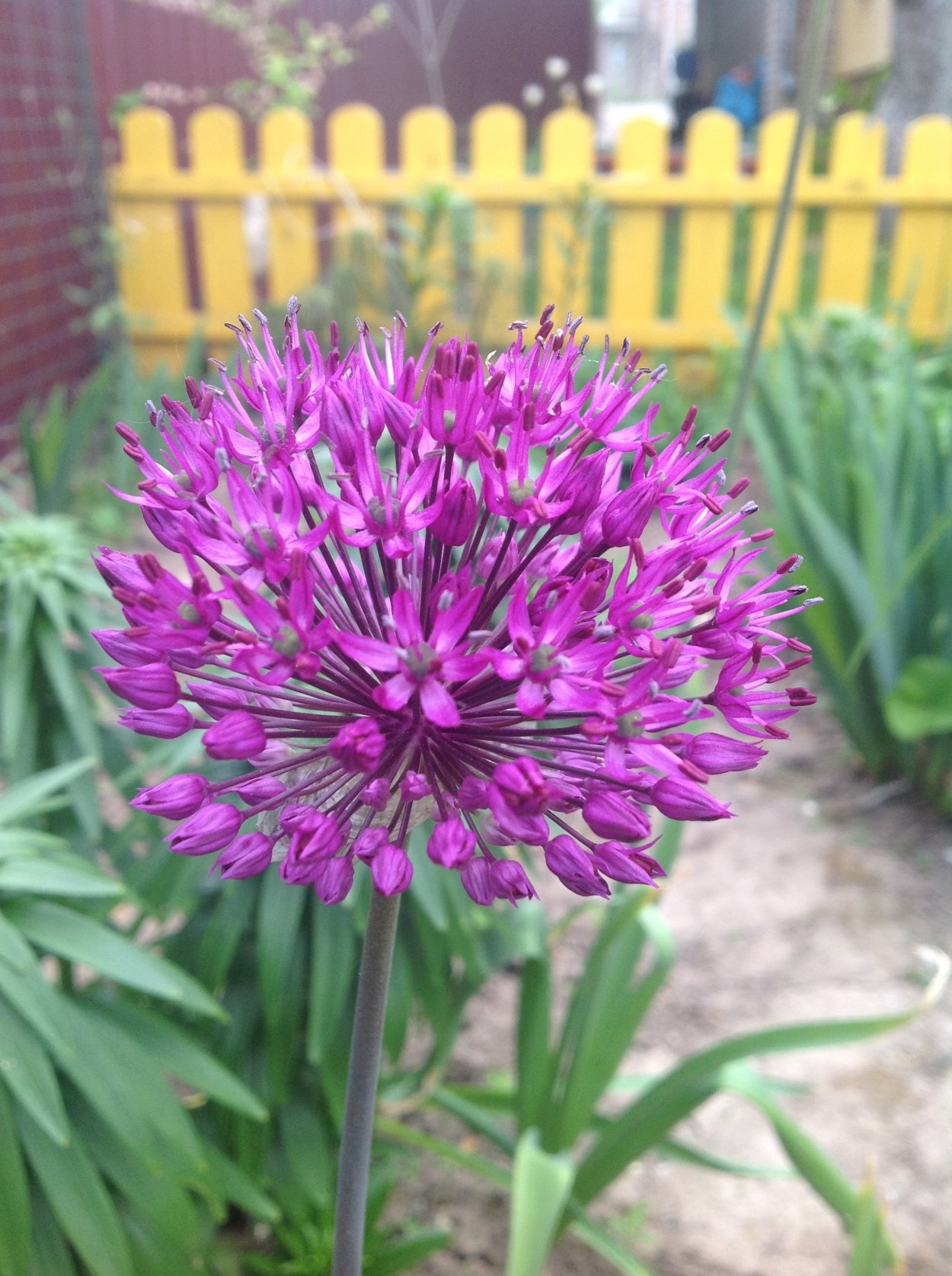 Наталья Петренко декоративный лук