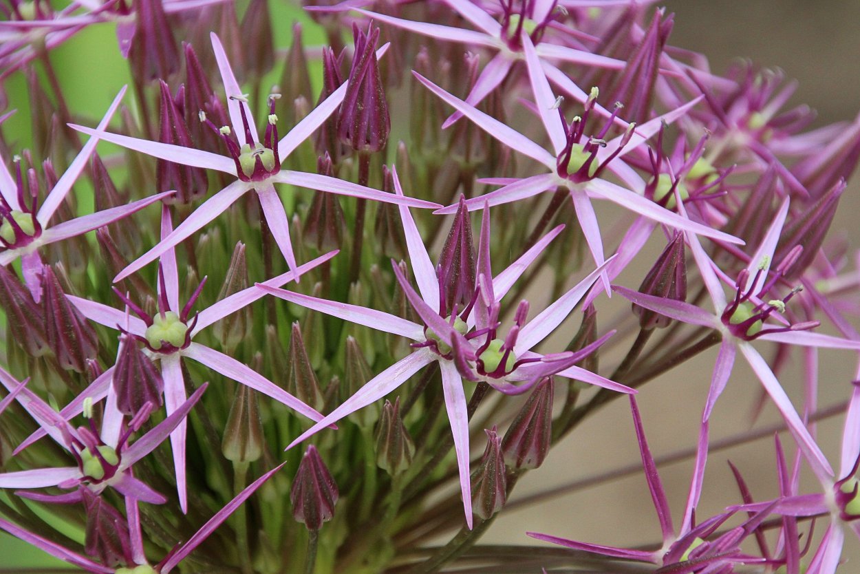 Allium сера