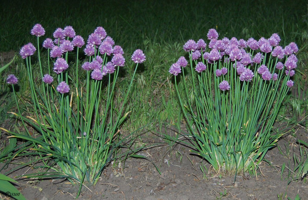 Аллиум Островского