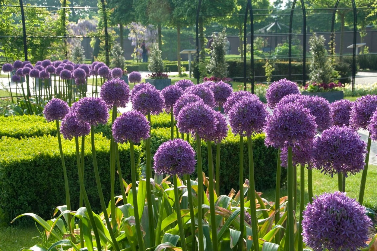 Allium wallichianum