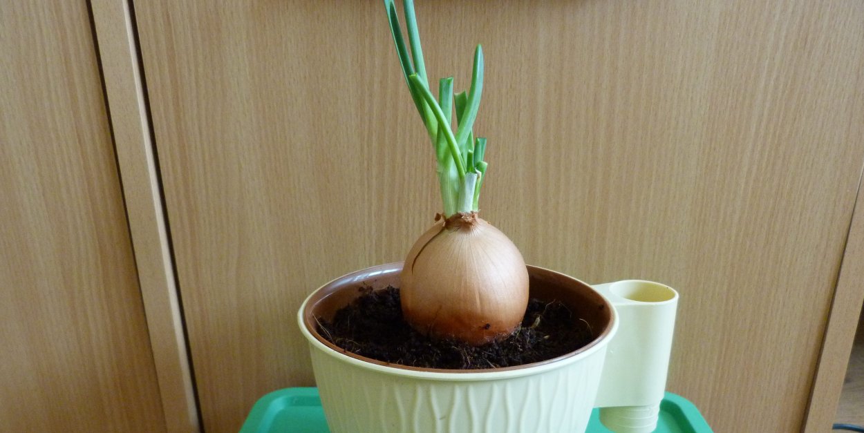 Пророщенный лук