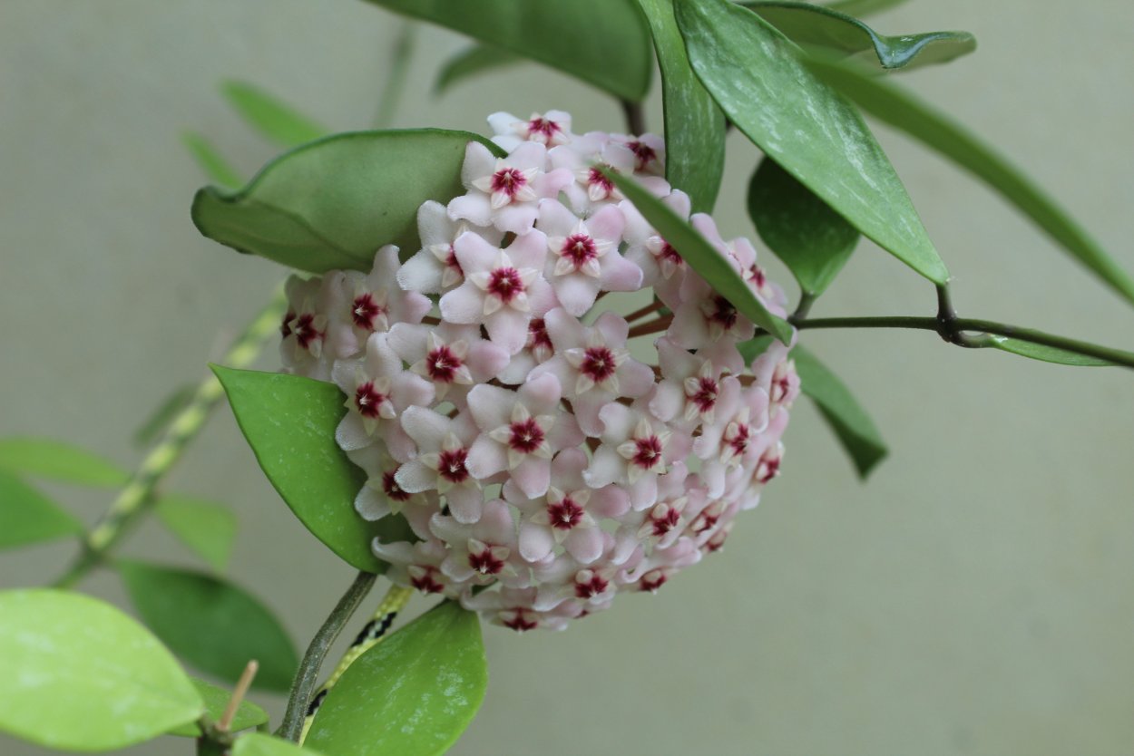 Цветок Хойя Карноза