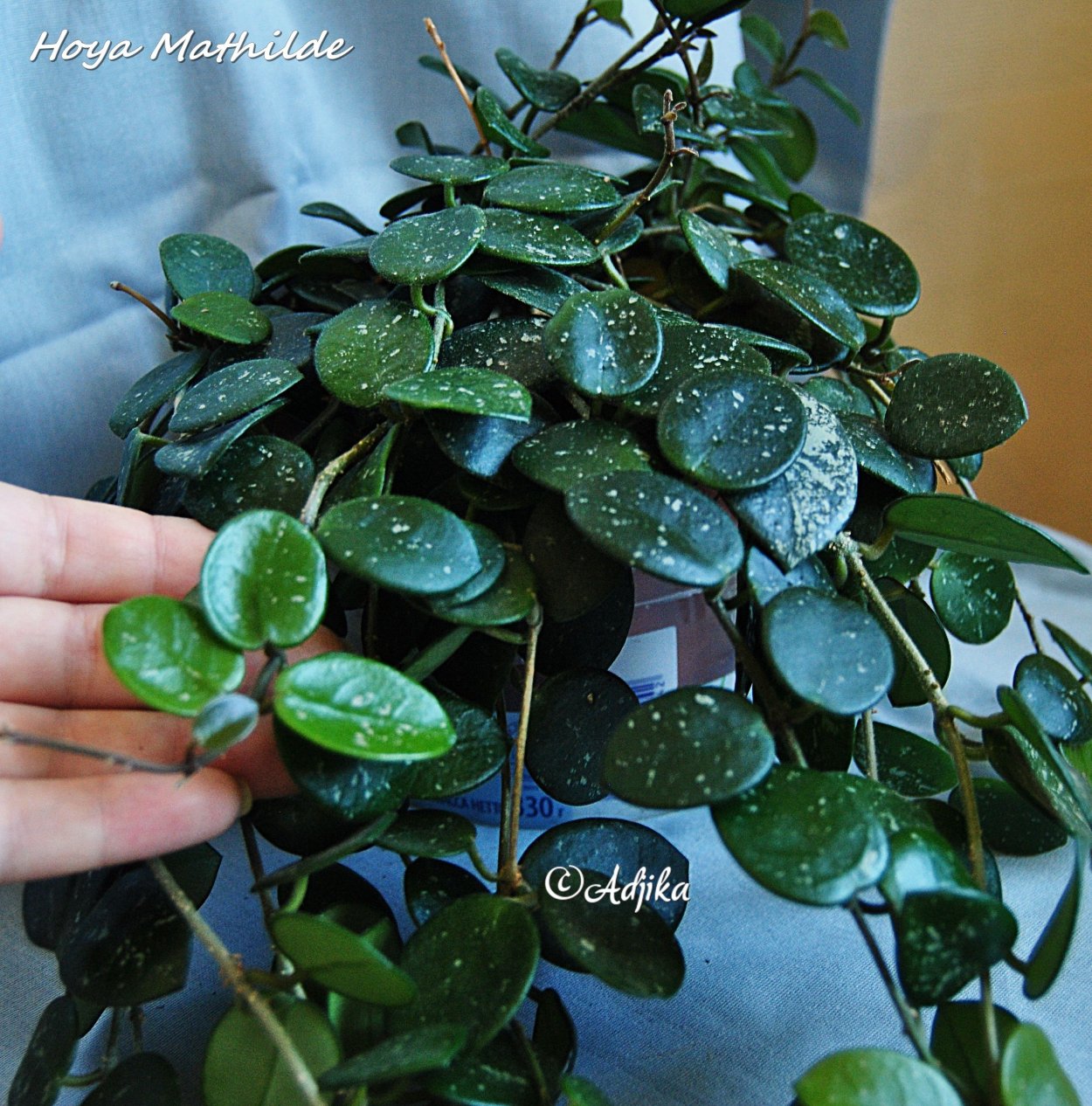 Цветок суккулент фото с восковыми листьями