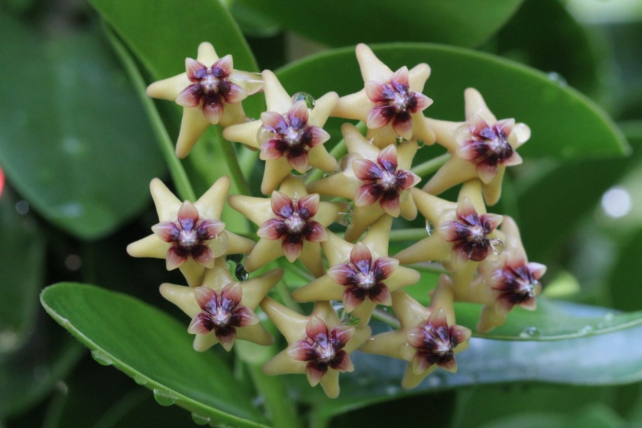 Хойя кумингиана Hoya cumingiana