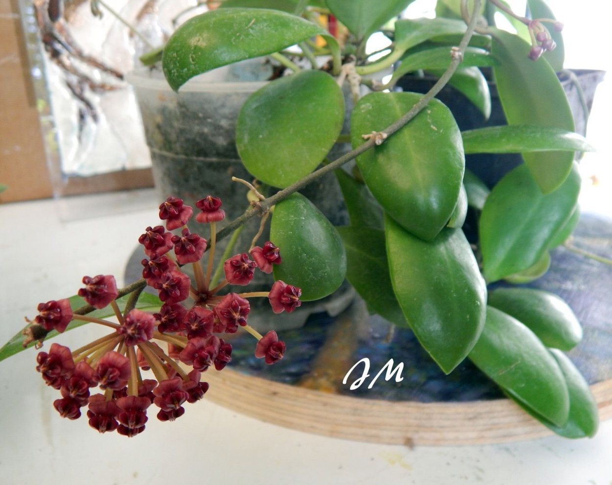 Hoya lucardenasiana Miki 225
