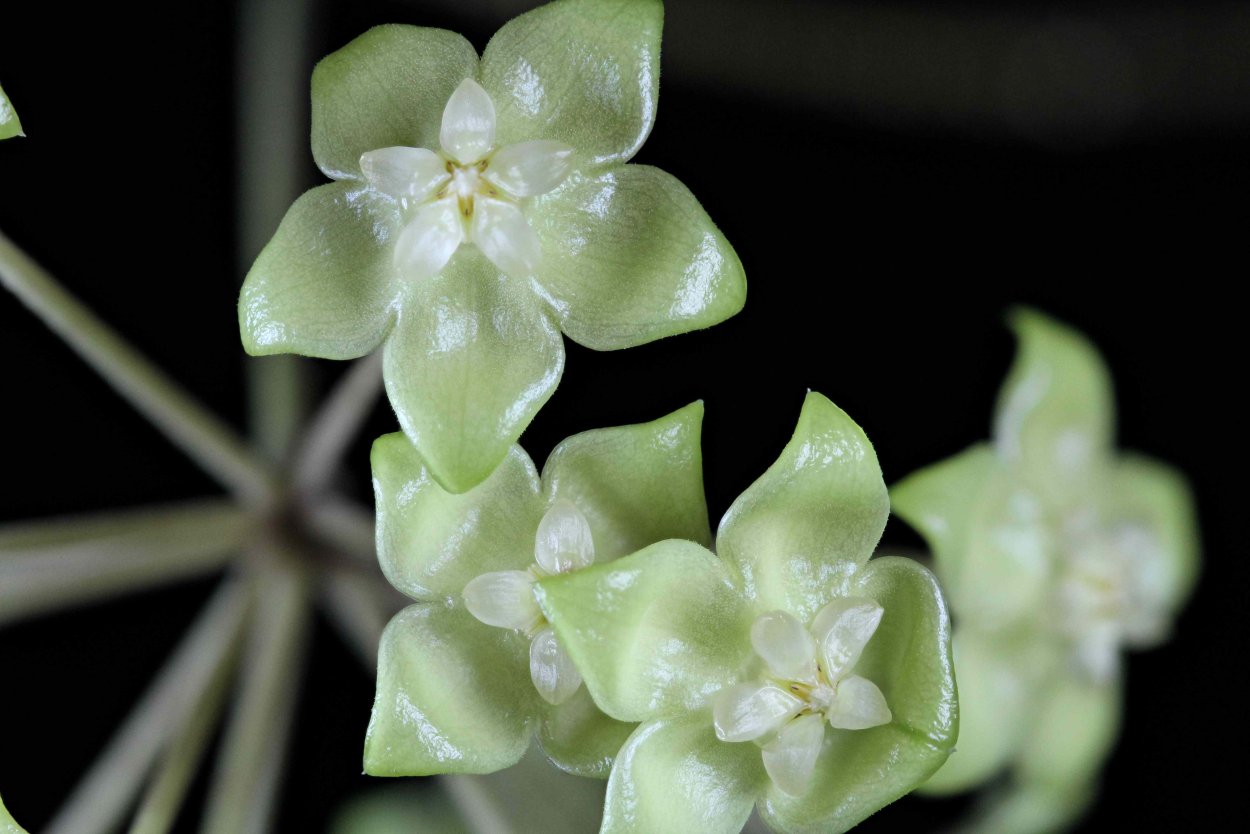 Хойя forbesii Splash