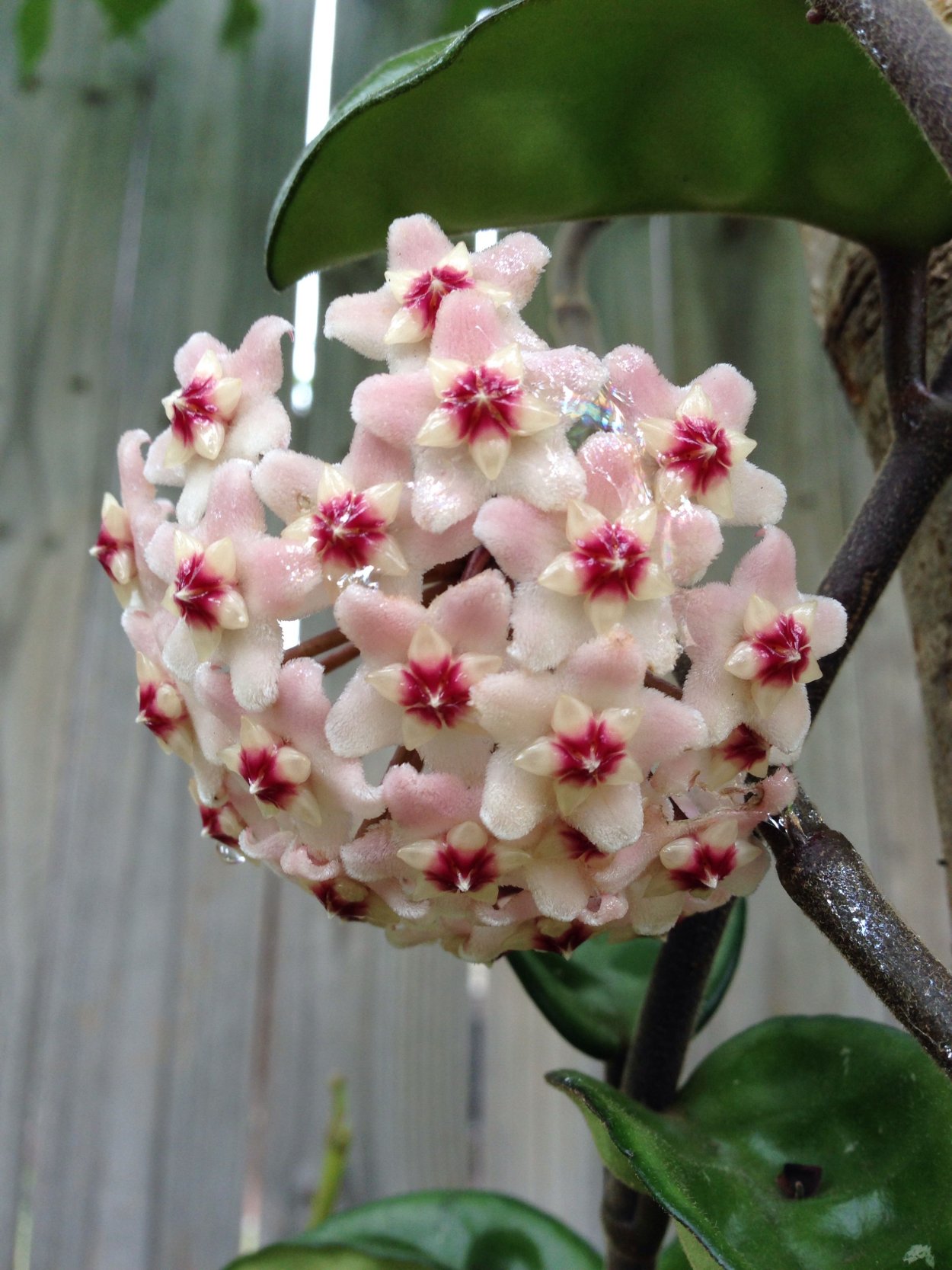 Цветок Хойя Карноза