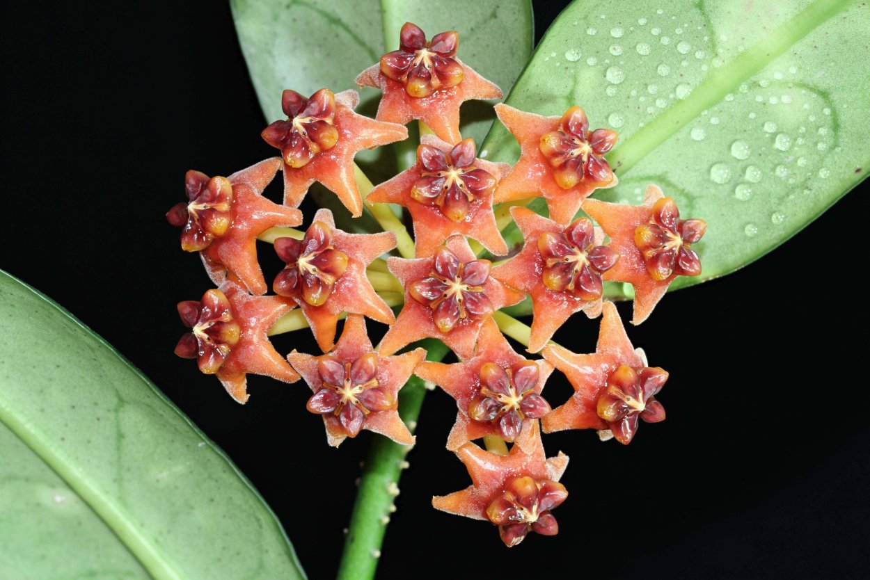 Хойя лобби Hoya lobbii