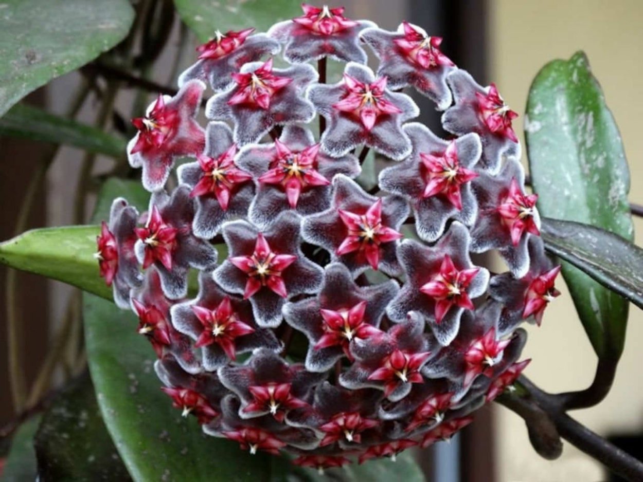 Hoya pubicalyx Royal Hawaiian Purple
