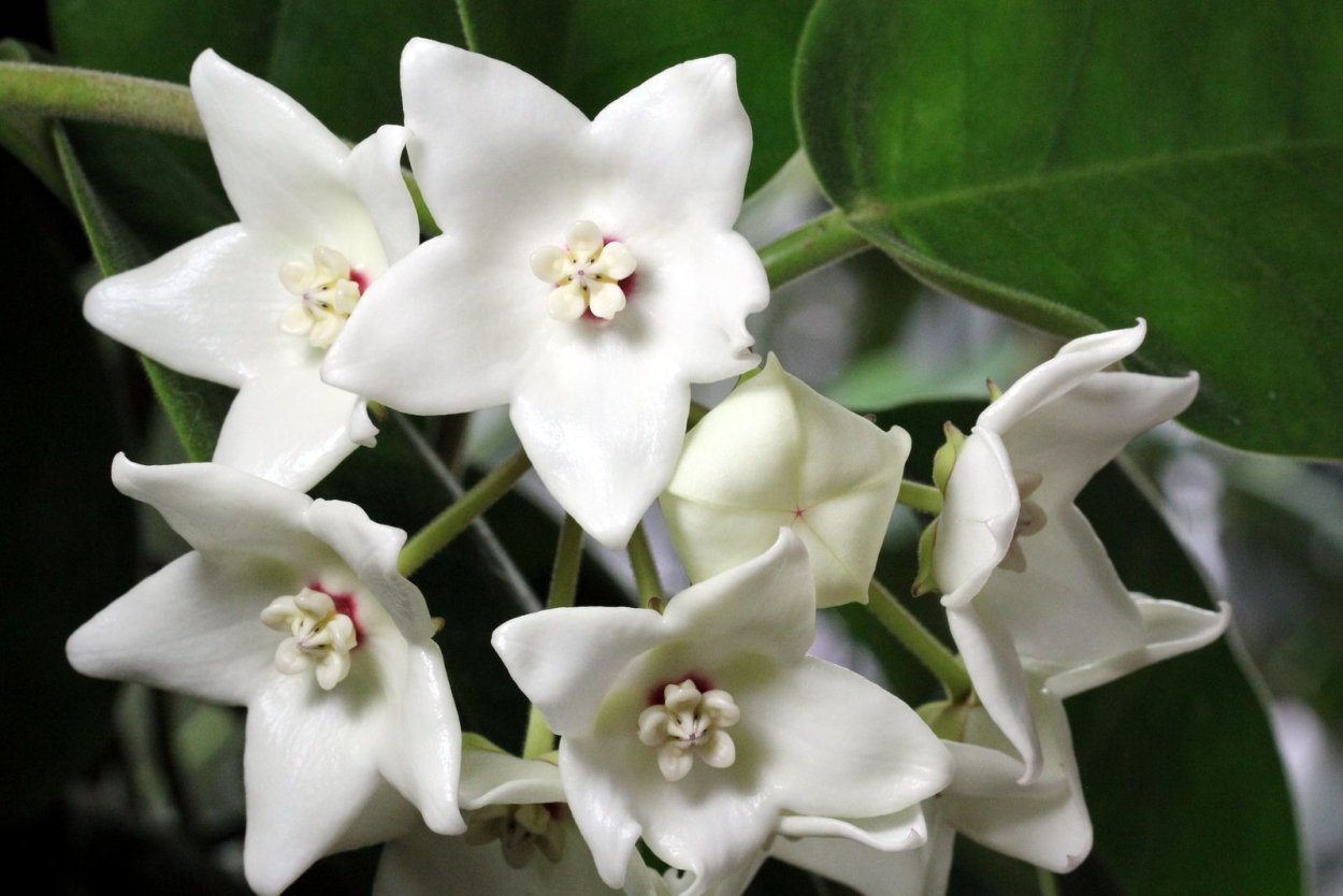 "Hoya magnifica Хойя Магнифика"