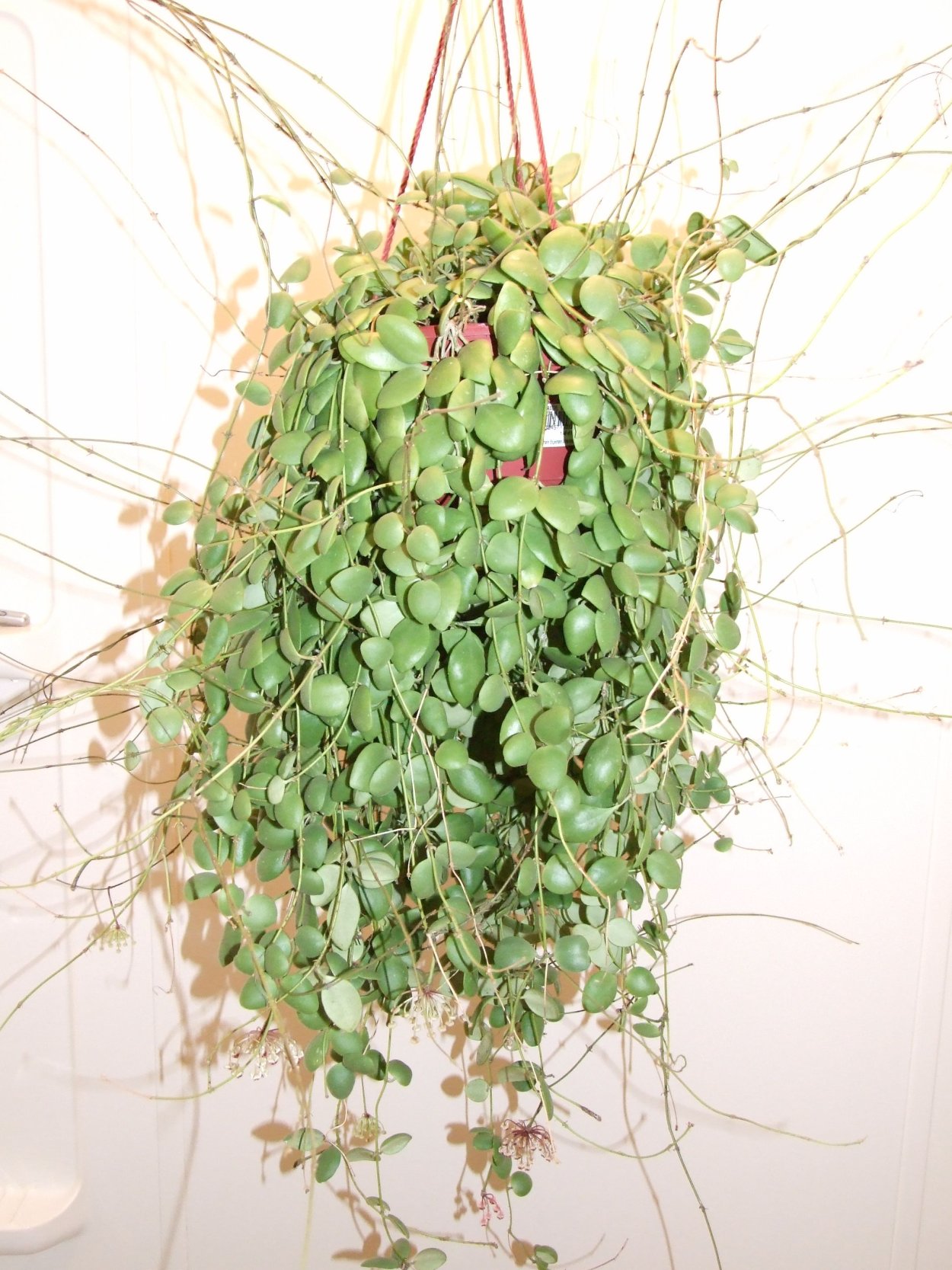 Хойя Бревиалата Сплеш