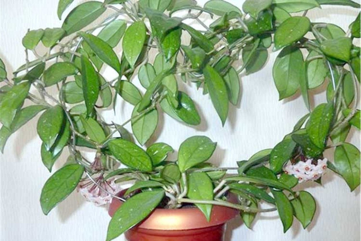 Фикус Хойя плетущийся