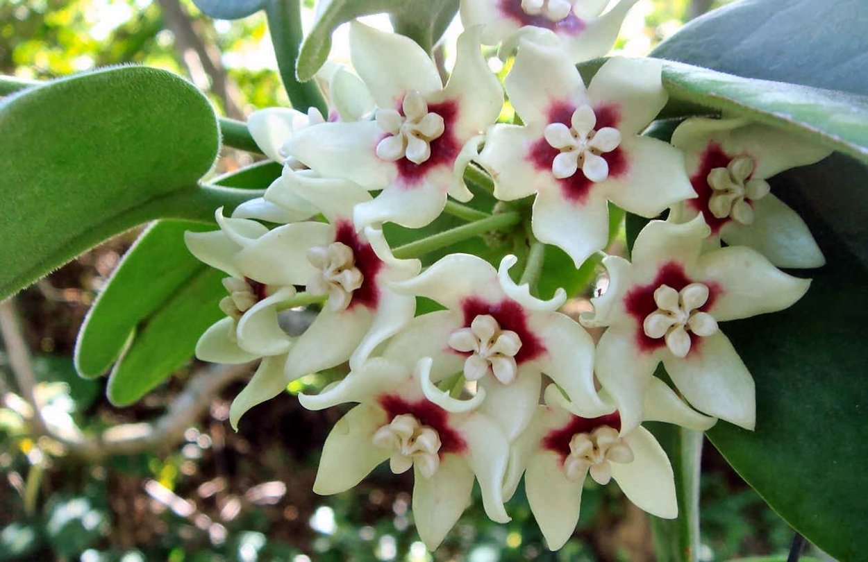 Хойя пауцифлора