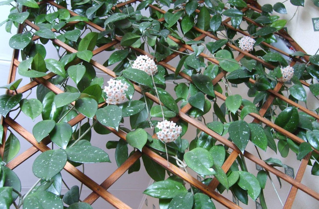 Фикус Хойя плетущийся