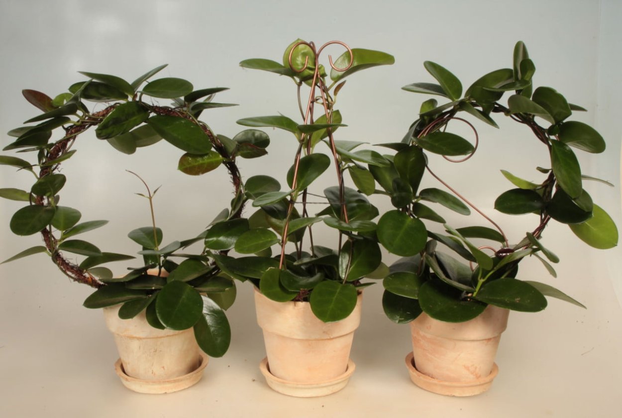 Фикус Хойя мясистая