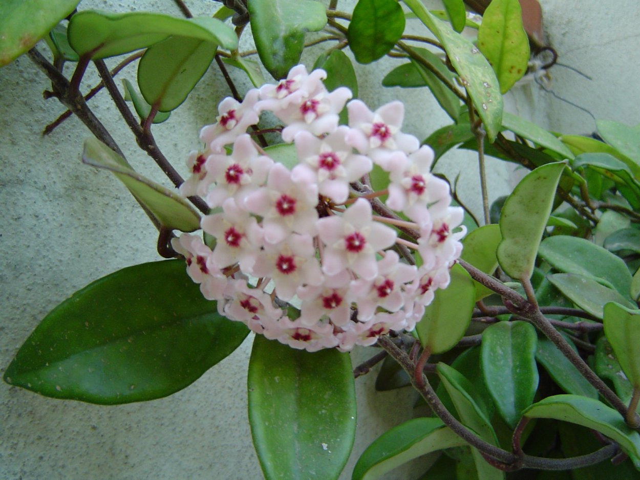 Хойя мясистая (Hoya carnosa)