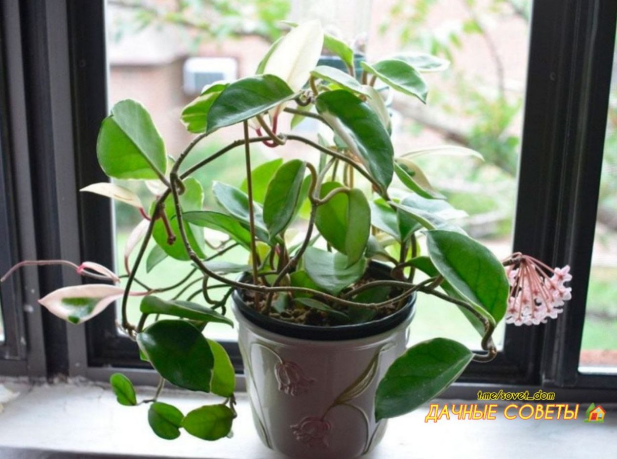 Хойя Лиана комнатная