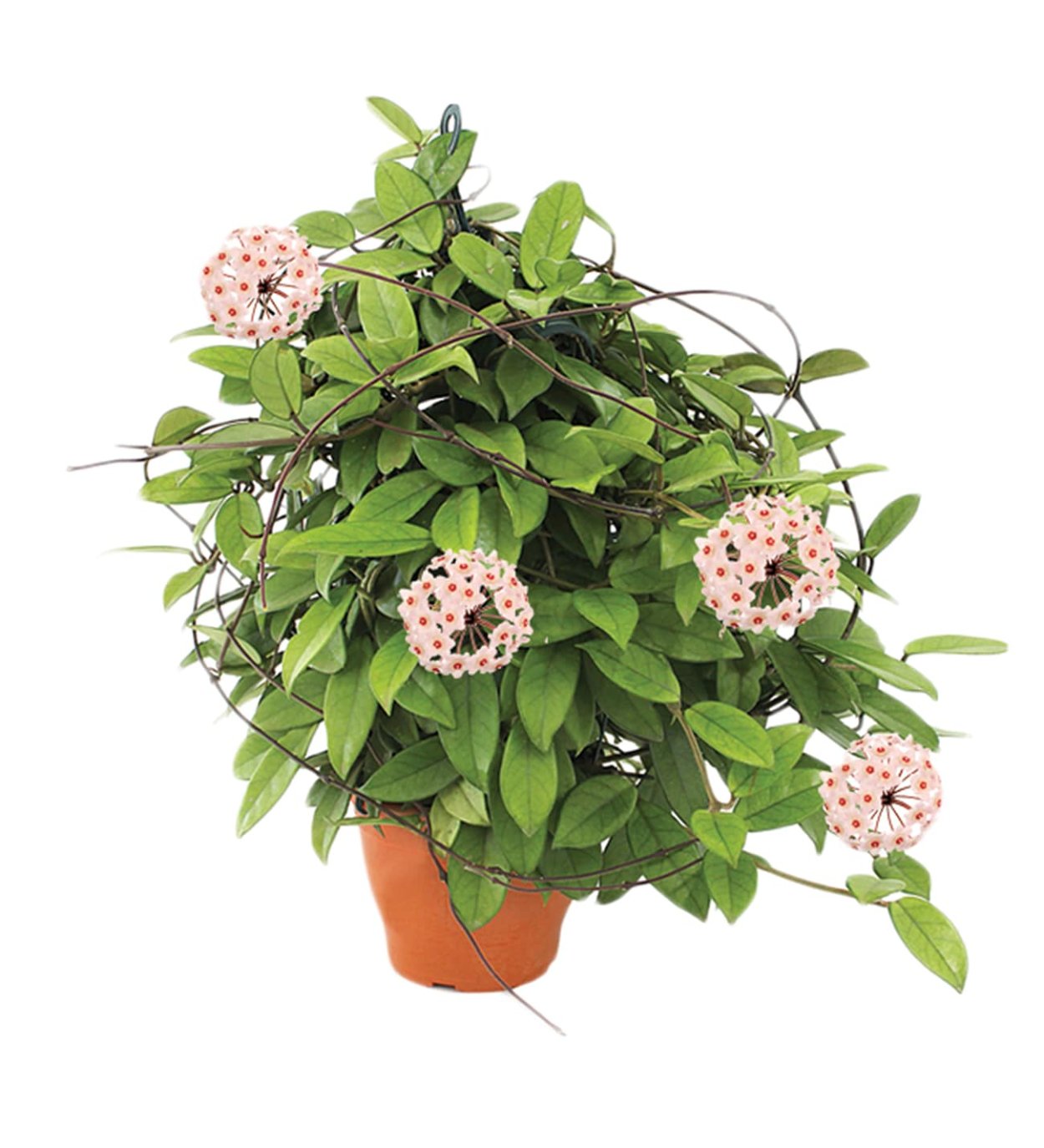 Восковик Хойя Карноза