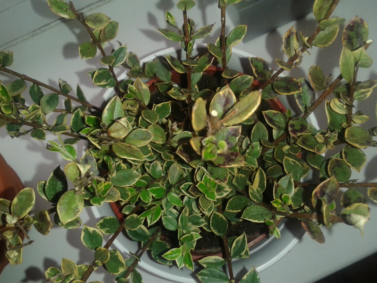 Мирт с круглыми листьями