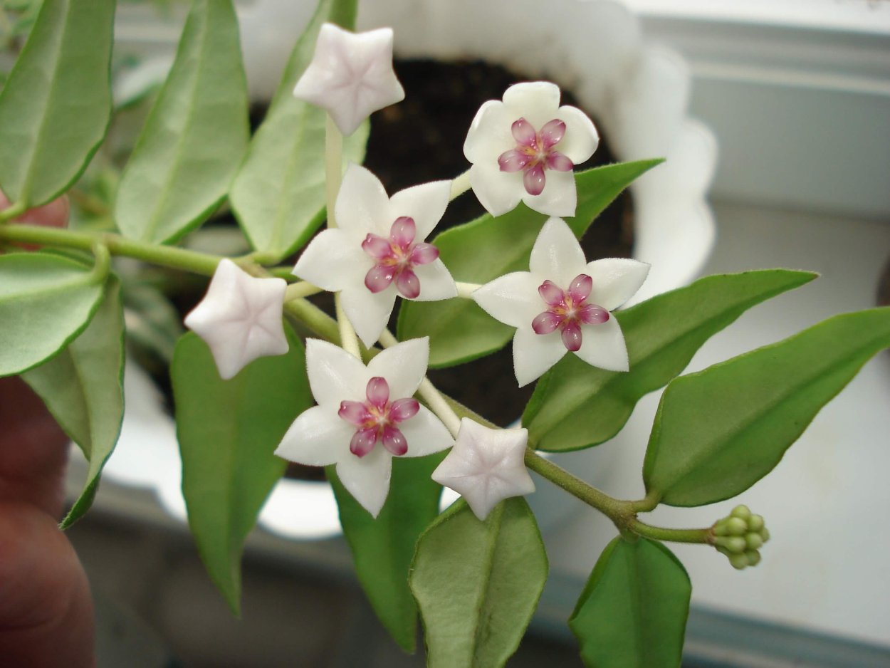 Цветок мужегон Хойя