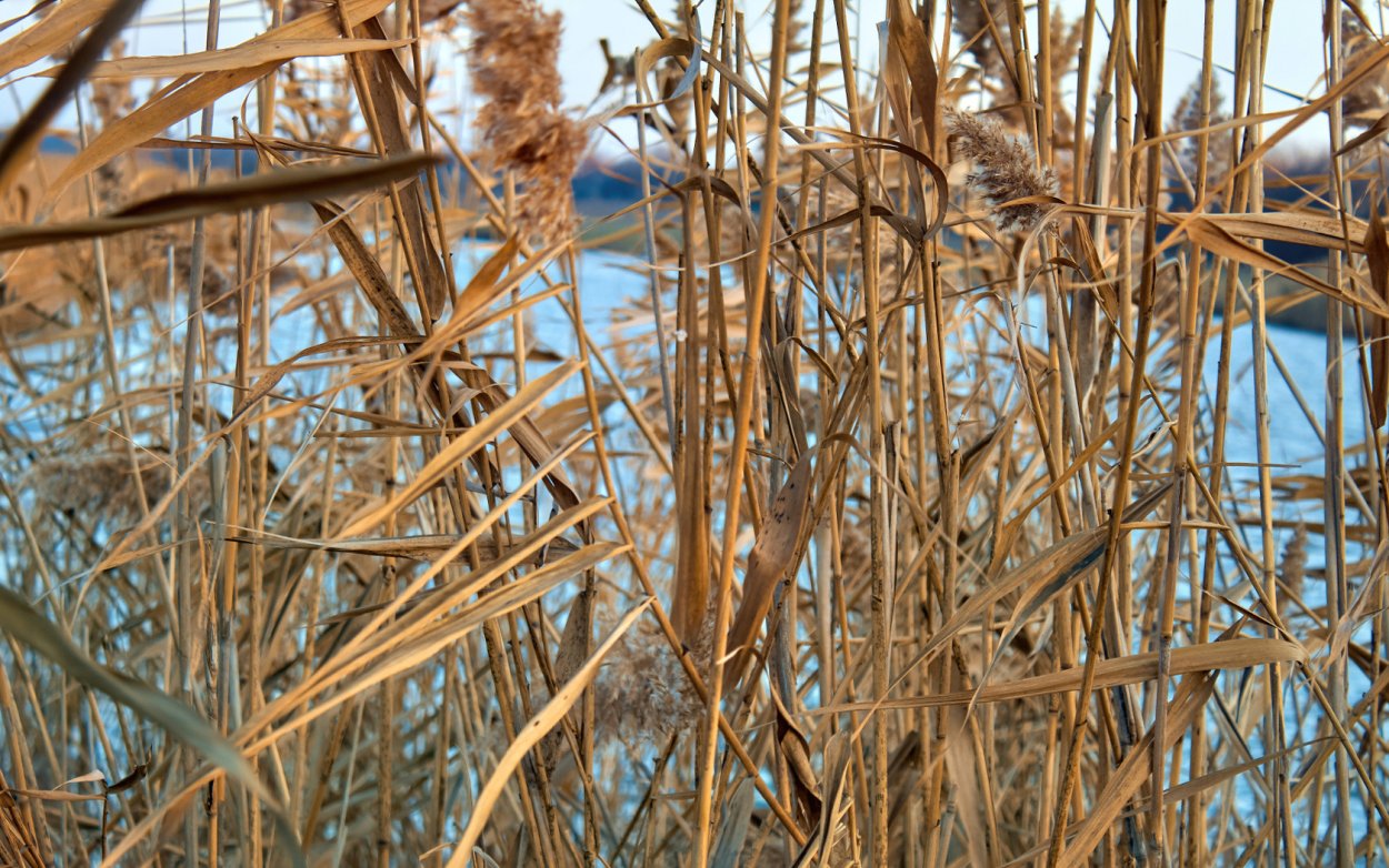 Камыш Озерный осенью