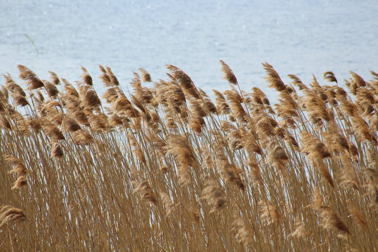 Камыш сушеный