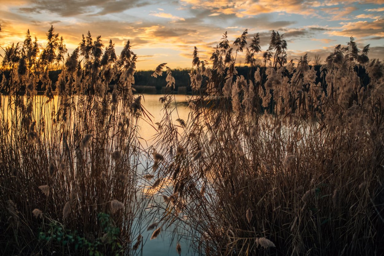 Фон природа озера камыши