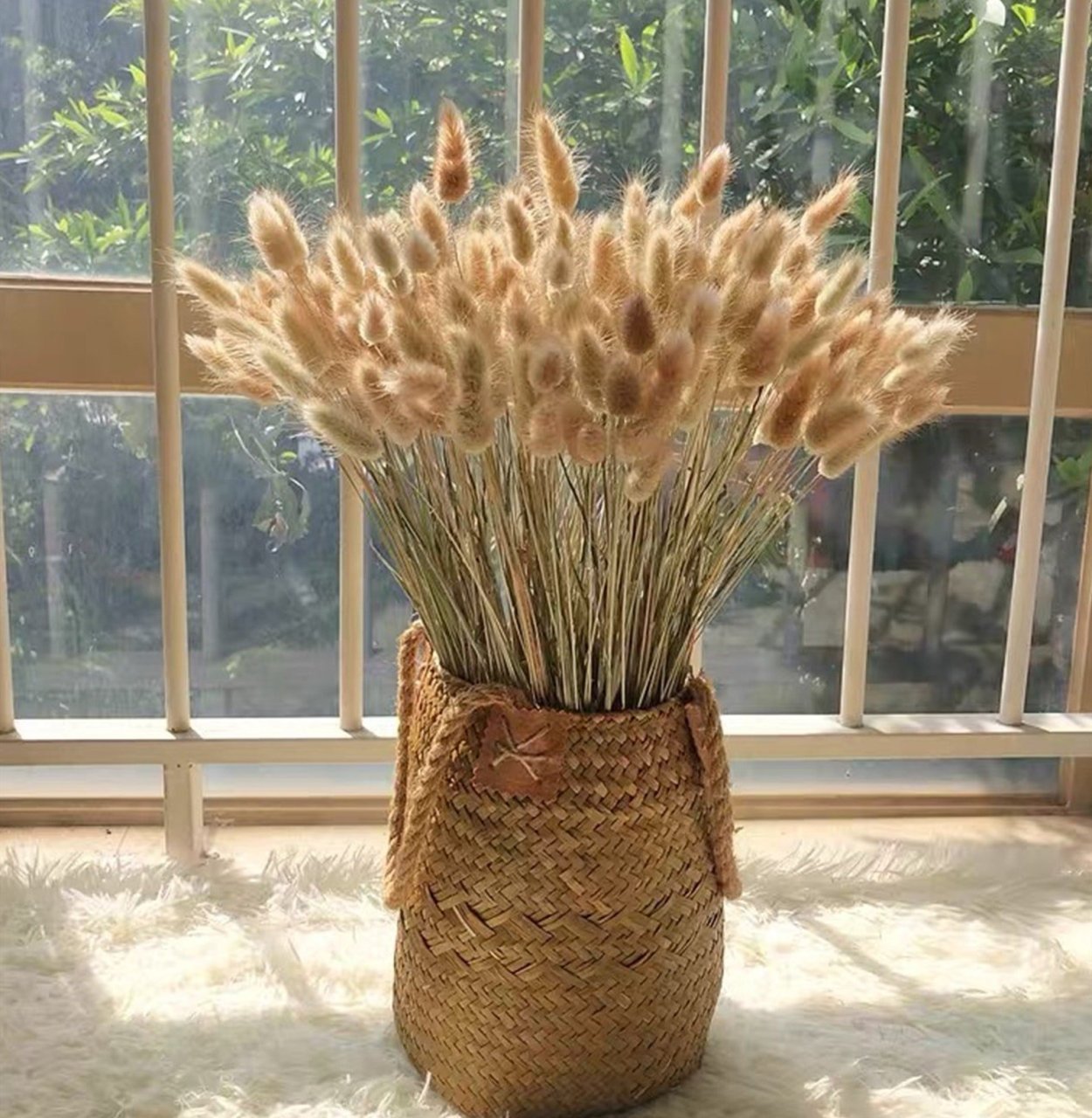 Лисохвост сухоцвет