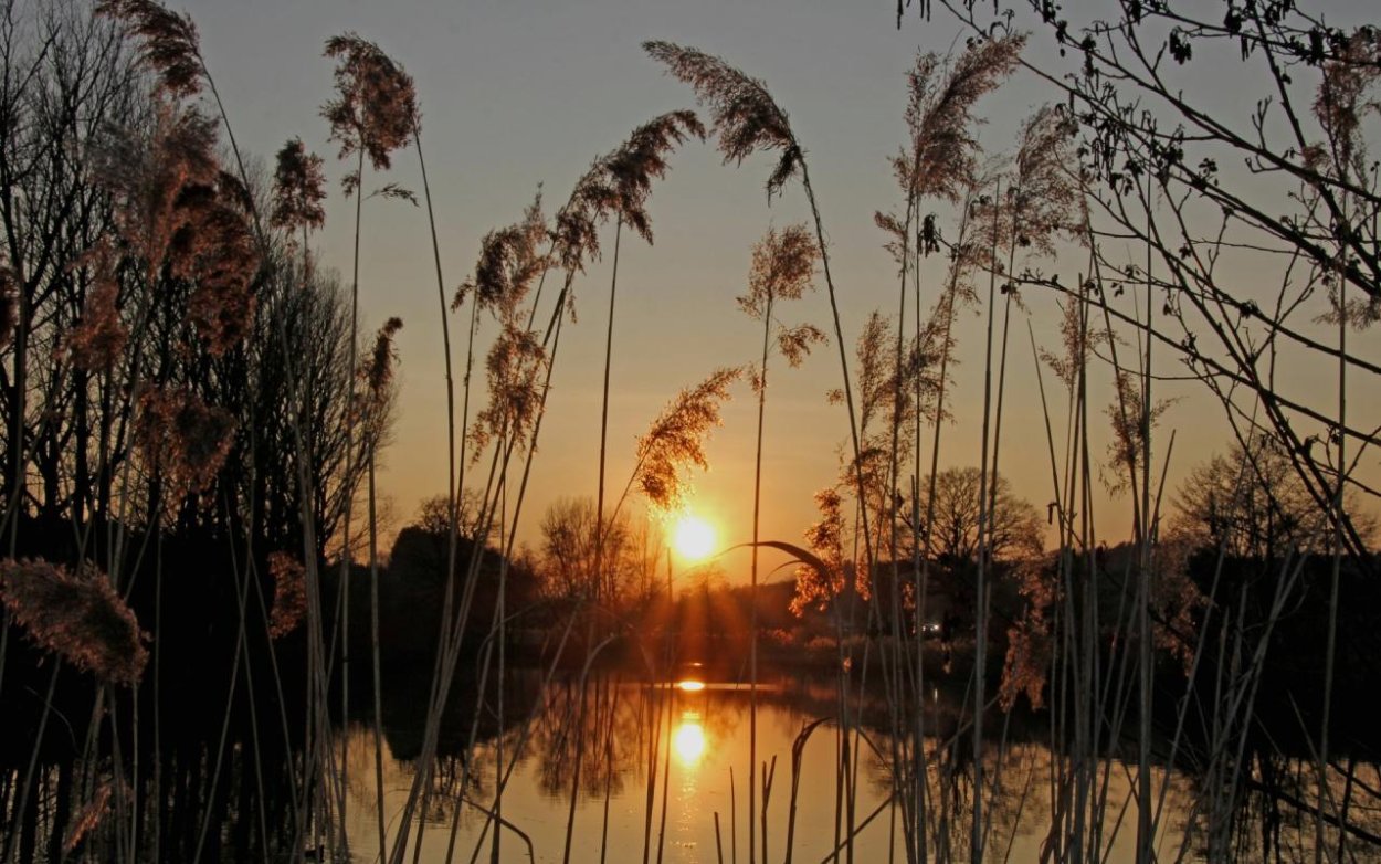 Камыши на Вечернем озере