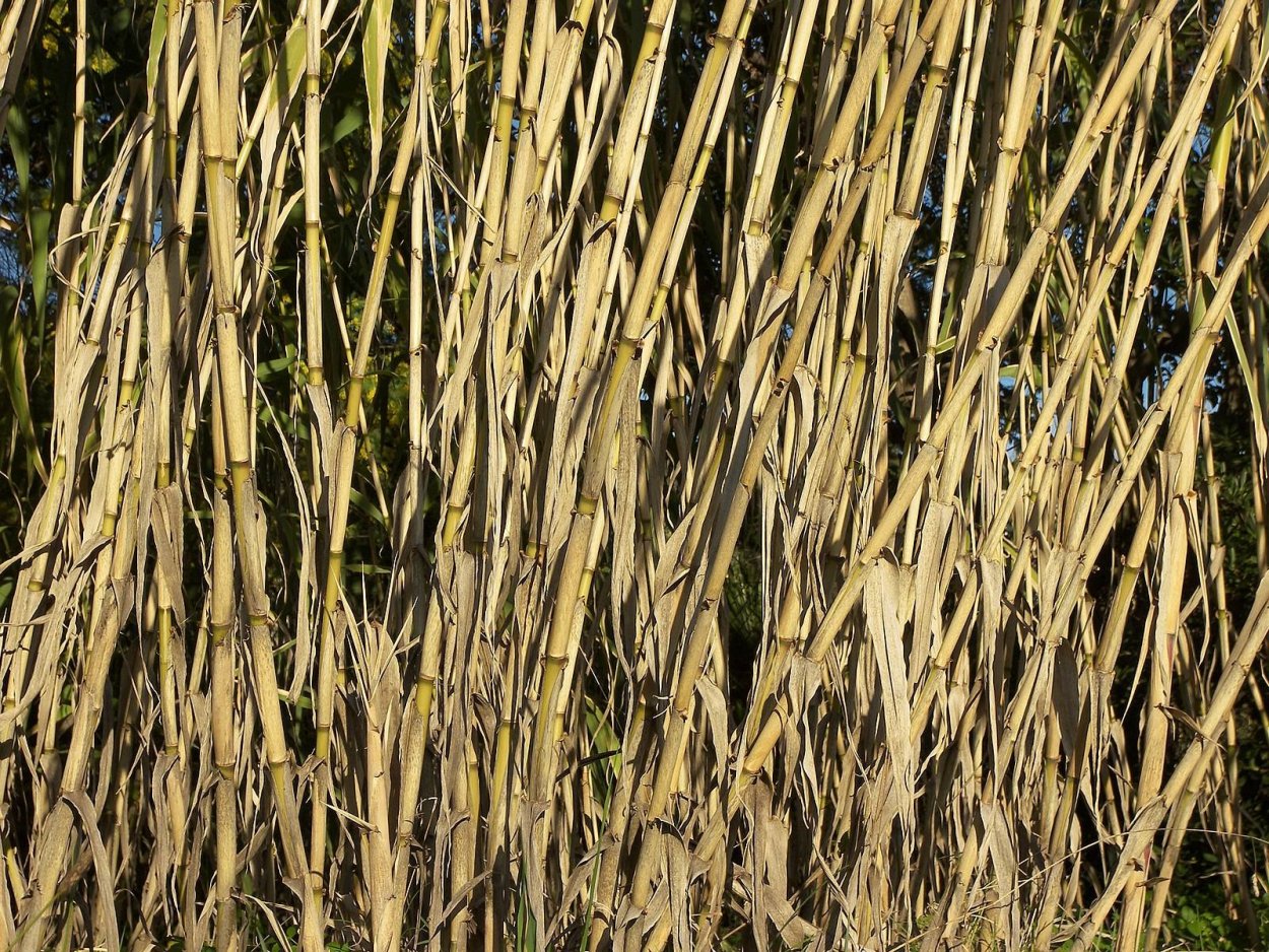 Камыша Arundo Donax