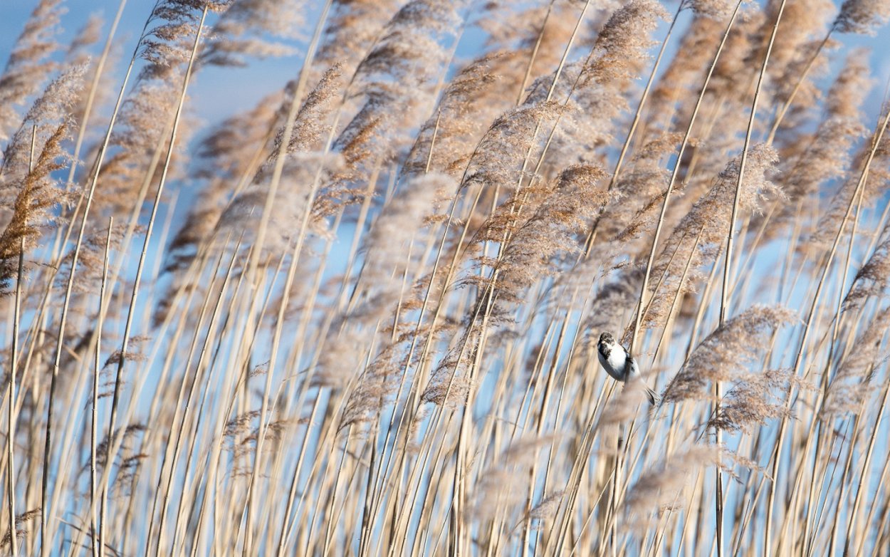 Камыши природа