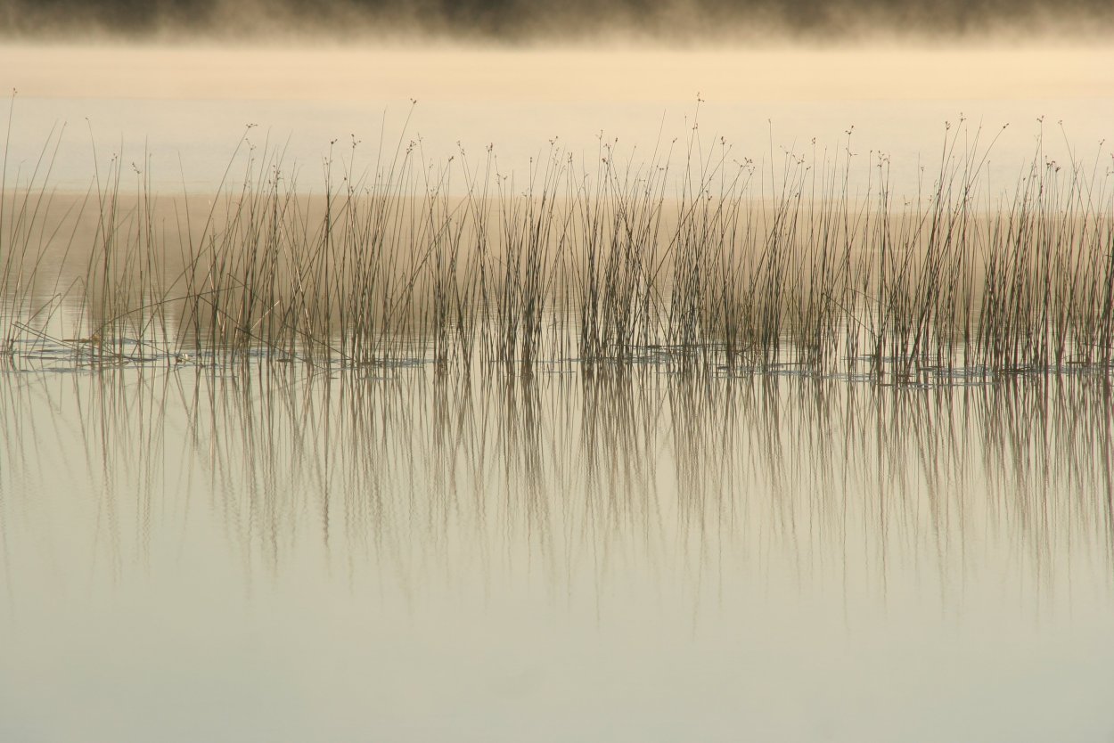 Фон озеро камыши