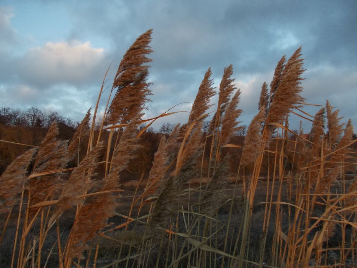Тростник и камыш сухой