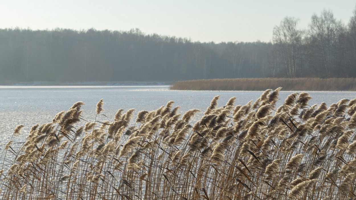 Камыш на ветру