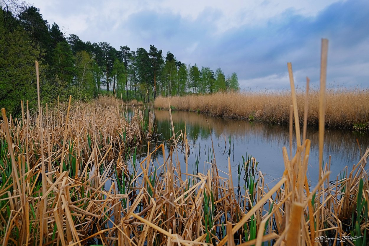 Поликарповский пруд