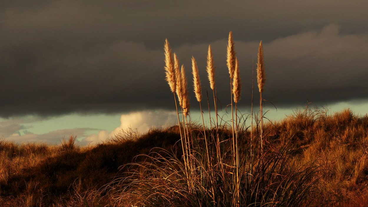 Сухостой поле