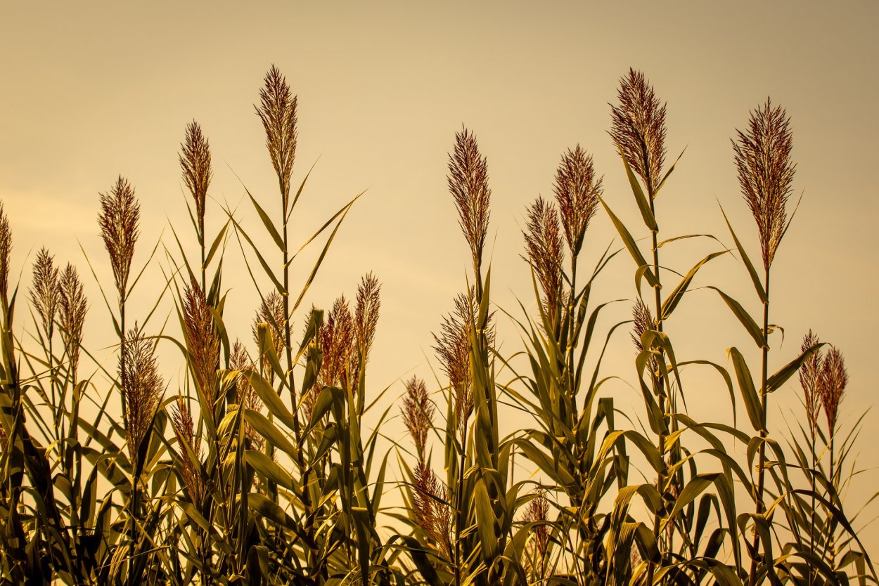 Тростник обыкновенный (phragmites communis