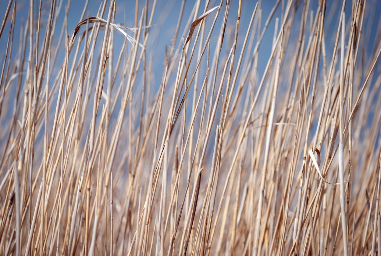 Камыш сытевый