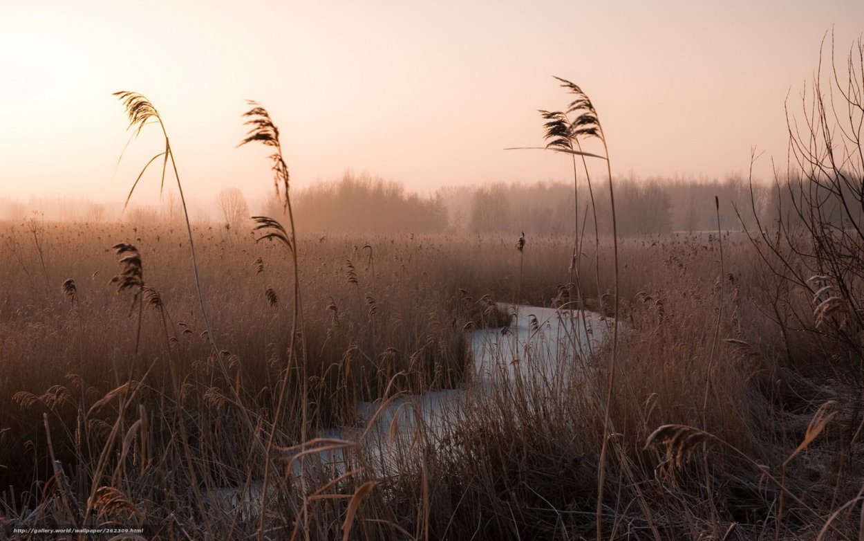 Сухая трава на болоте