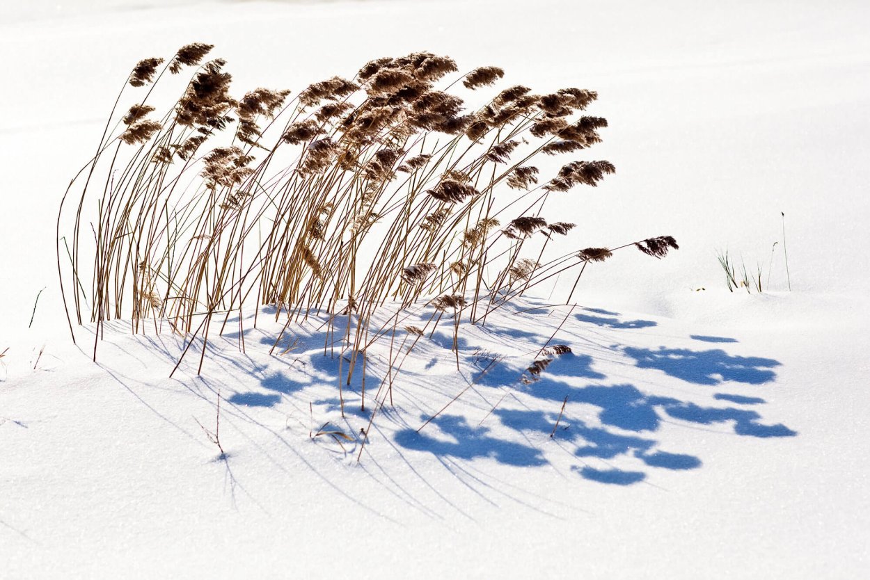 Тростник зимой