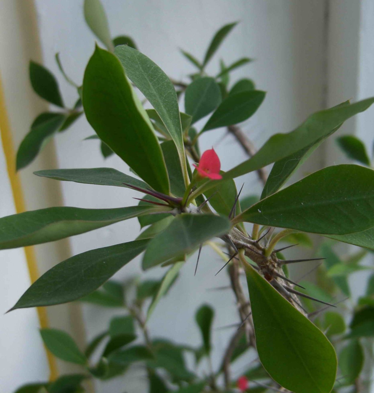 Молочай миля куст