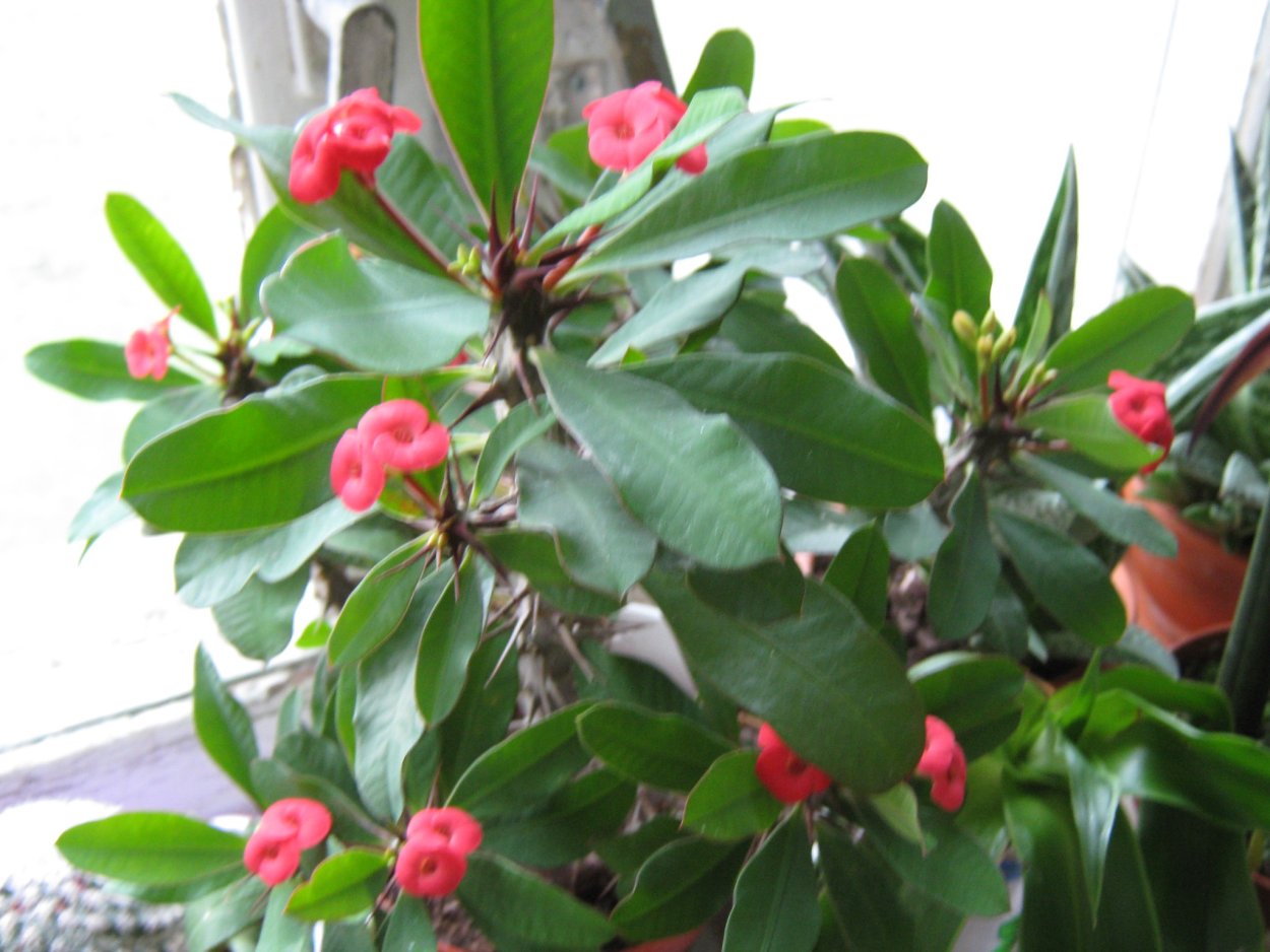 Миля молочай с колючками