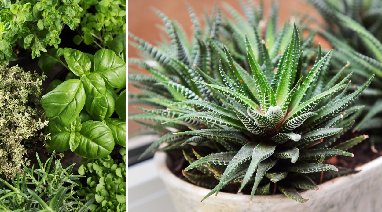 Алоэ Вера дьявол