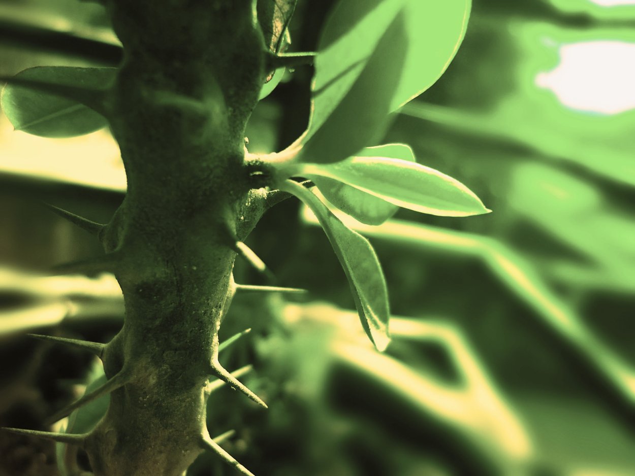 Растение с колючками на листьях