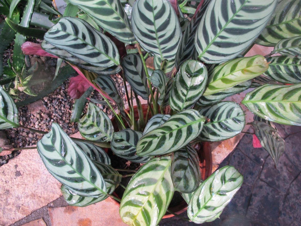 Строманта ктенанта