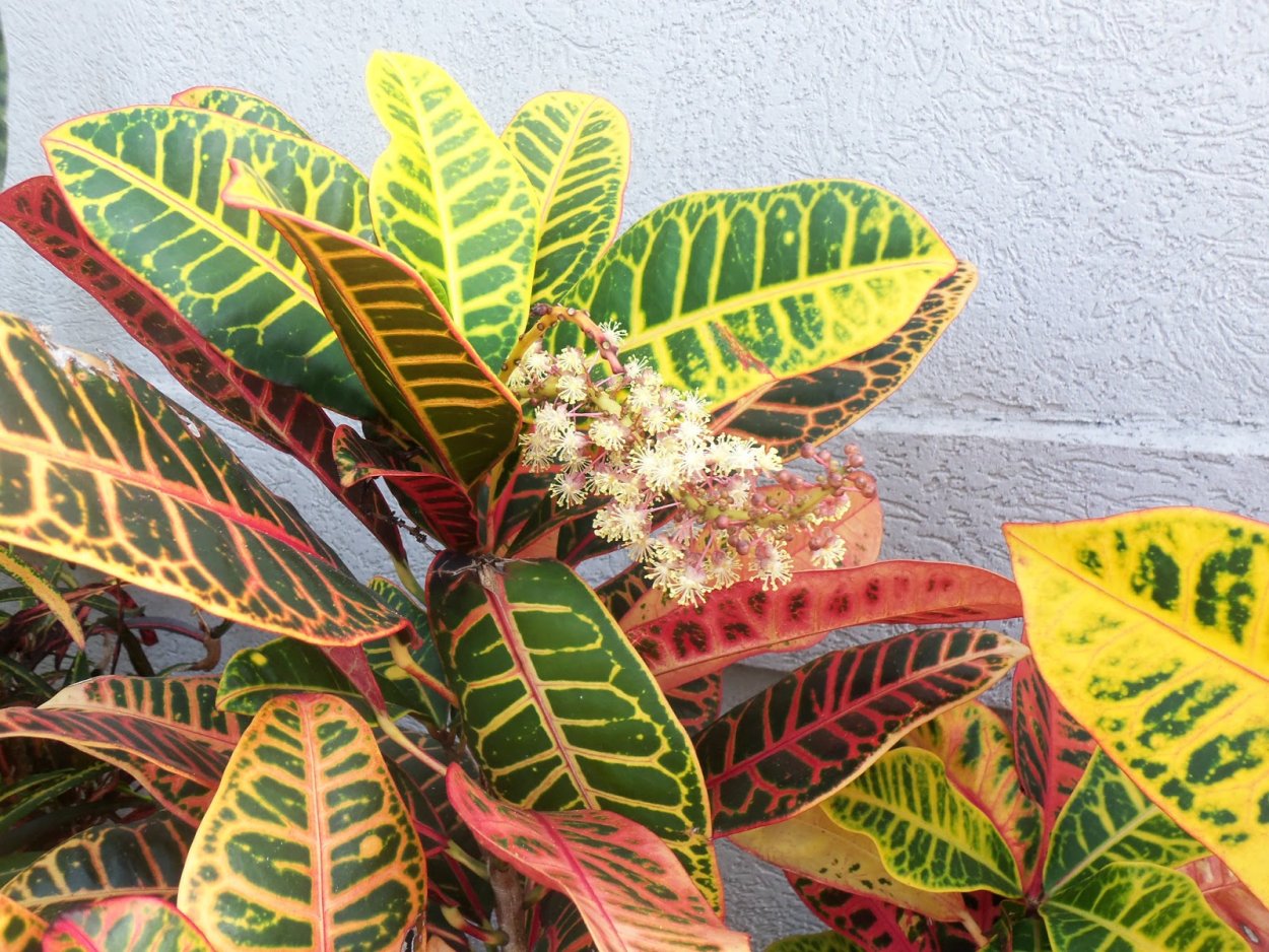 Кодиеум Кротон пестрый