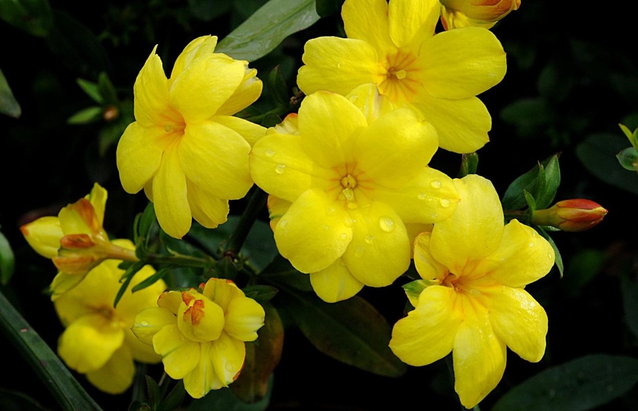 Бальзамин желтый