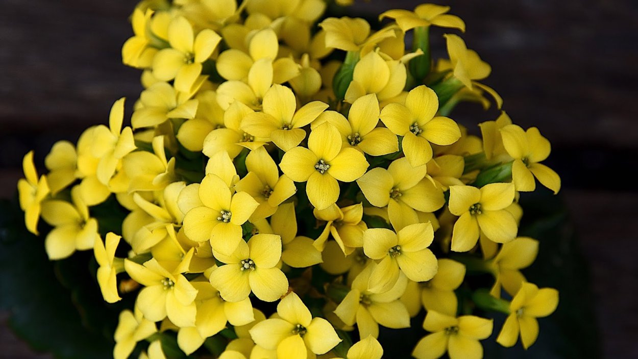 Каланхоэ желтый цветок