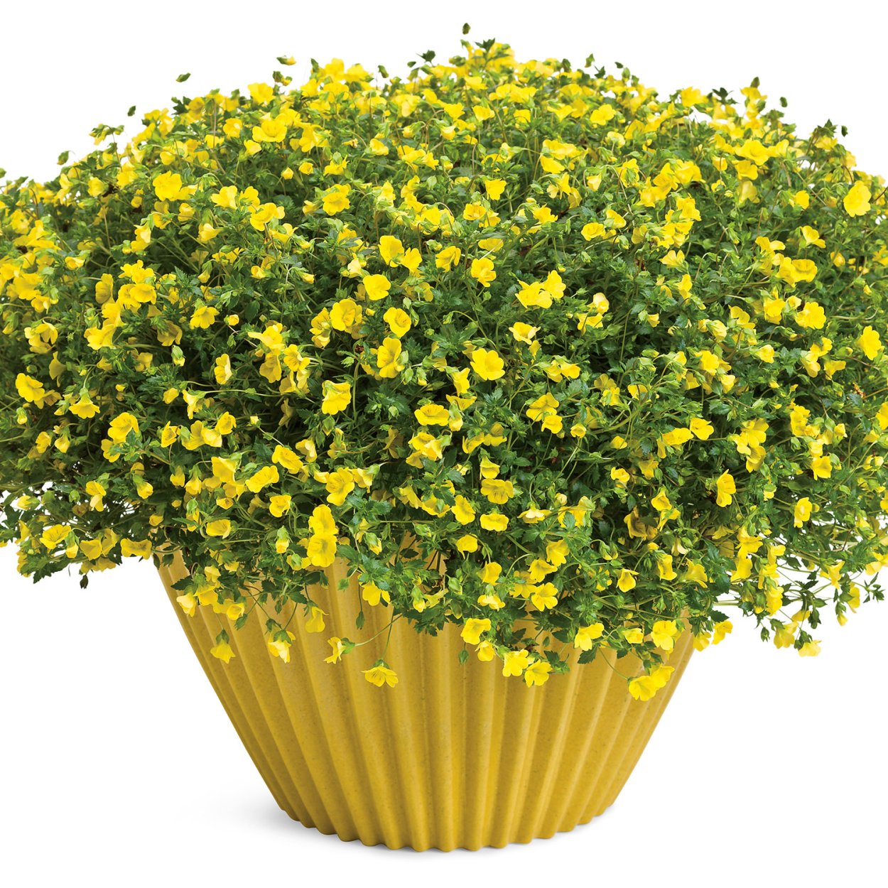 Мекардония ампельная