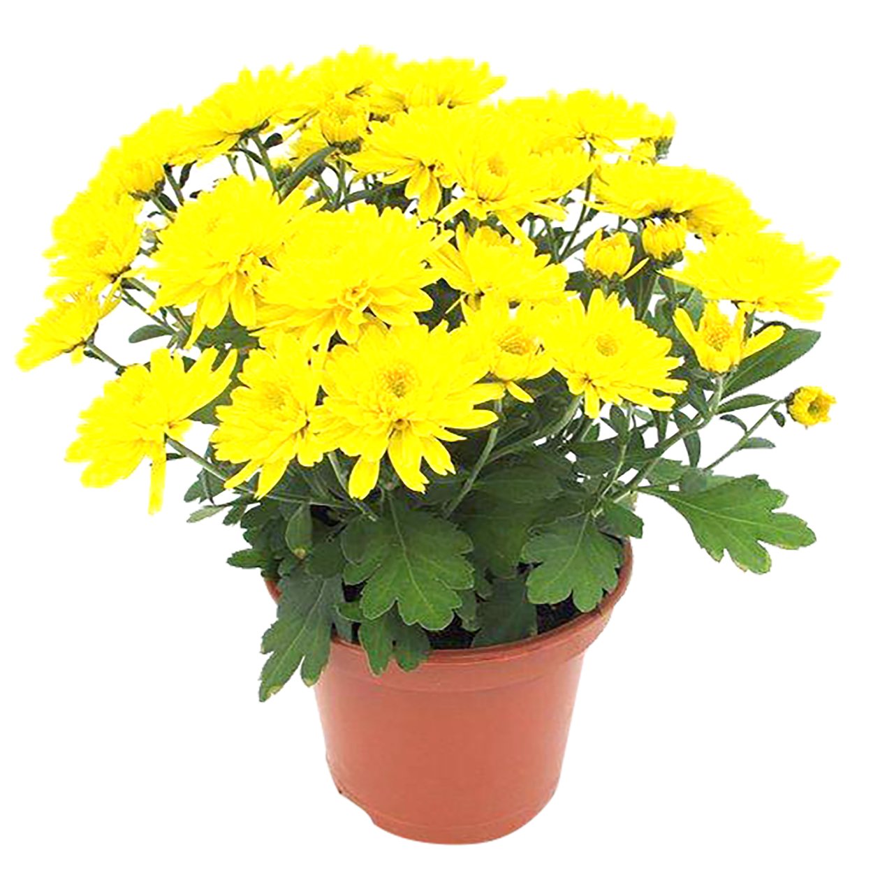 Хризантема микс d12